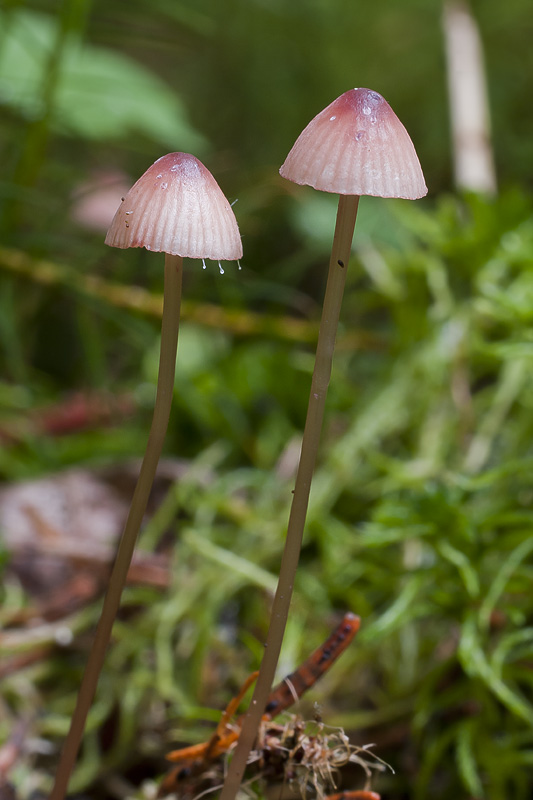 Mycena sanguinolenta